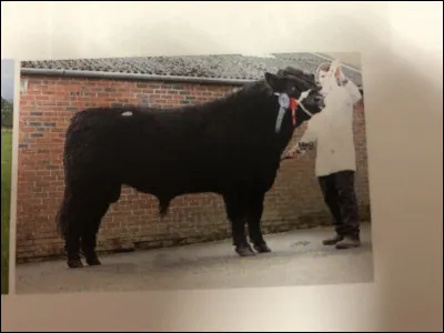 Quelle race bovine se trouve sur cette image ?