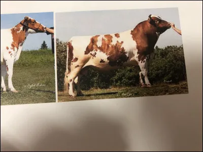 Quelle race bovine se trouve sur cette image ?