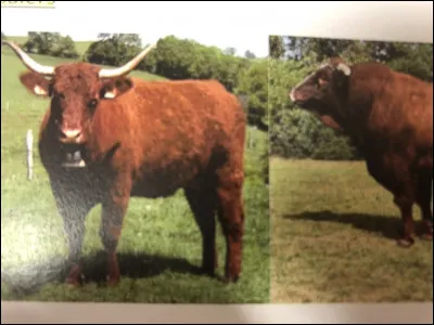 Quelle race bovine se trouve sur cette image ?