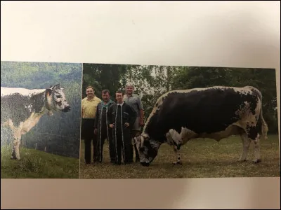 Quelle race bovine se trouve sur cette image ?