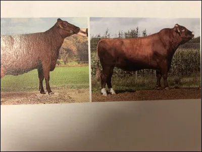 Quelle race bovine se trouve sur cette image ?