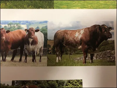 Quelle race bovine se trouve sur cette image ?