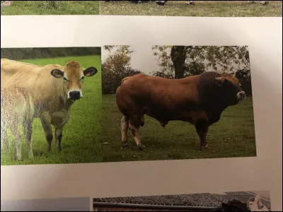 Quelle race bovine se trouve sur cette image ?