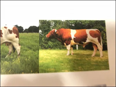 Quelle race bovine se trouve sur cette image ?