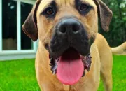 Quiz Les races de chiens