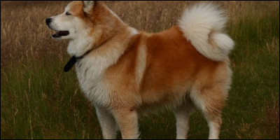 Quel est ce joli toutou ?