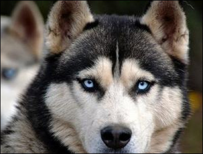 Ce chien des neiges, comment s'appelle-t-il ?