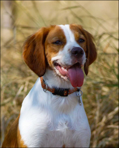 Celui-ci part chasser souvent !