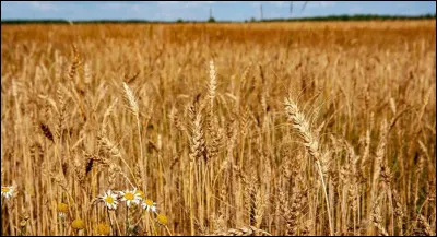 Le nom du cri du lamantin est le...