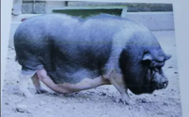 Quiz Cochons