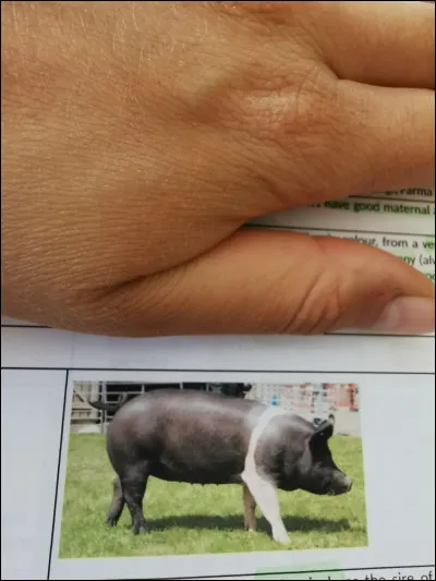 Quelle est cette race ?