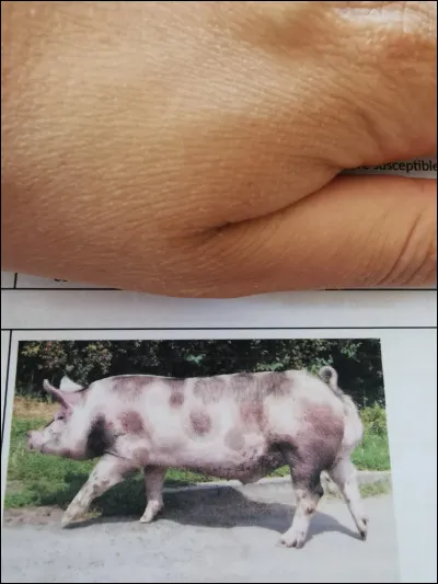 Quelle est cette race ?