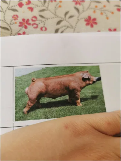 Quelle est cette race ?