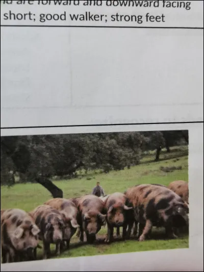 Quelle est cette race ?