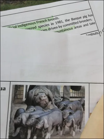 Quelle est cette race ?