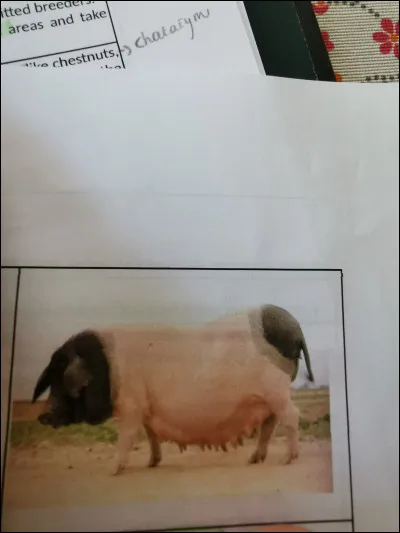 Quelle est cette race ?