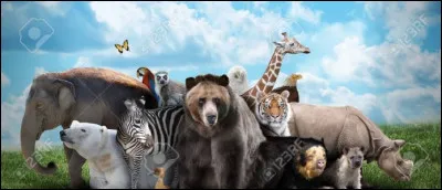 Quel est ton animal préféré ?
