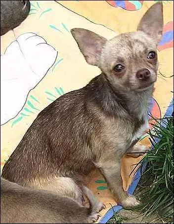 Quelle est la race de ce chien ?