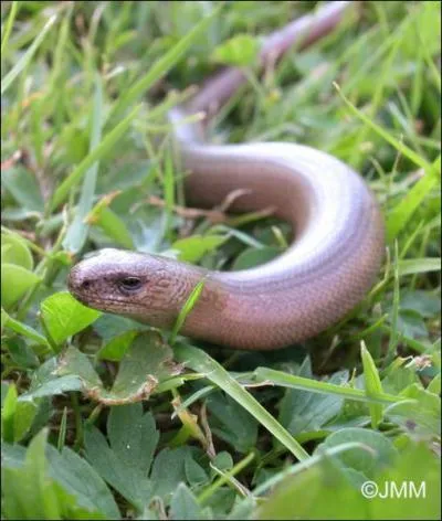 Comment s'appelle ce serpent inoffensif ?