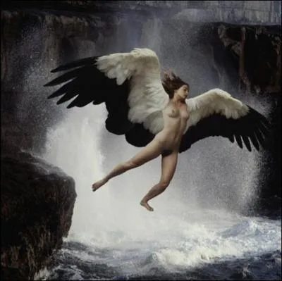 Alcyon et son poux, Cyx, se disaient plus beaux que les dieux. Pour les punir, ils furent changs en oiseaux marins : Cyx en goland et Alcyon en :