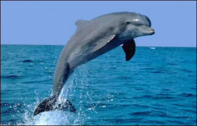 Orthographie bien le titre de mon quiz ?