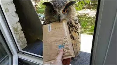 Un hibou est à ta fenêtre et possède une lettre dans son bec où il est écrit que tu es admis à Poudlard, quelle est ta réaction ?