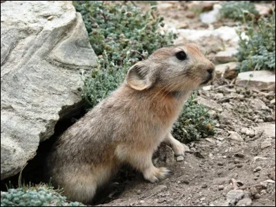 Ces petits mammifères herbivores d'Asie et d'Amérique du Nord, cousins des lièvres et des lapins, vivent en haute montagne.
