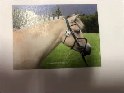 Quelle race de cheval se trouve sur cette image ?