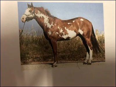 Quelle race se trouve sur cette image ?