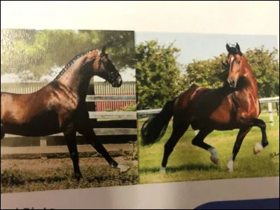 Quelle race se trouve sur cette image ?