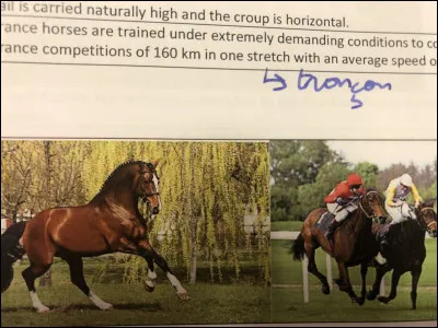 Quelle race de cheval se trouve sur cette image ?