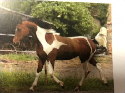 Quelle race de cheval se trouve sur cette image ?