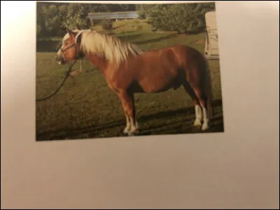 Quelle race de cheval se trouve sur cette image ?