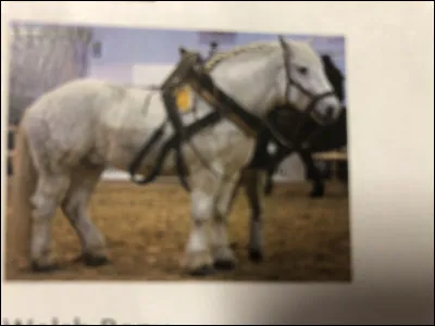 Quelle race se trouve sur cette image ?