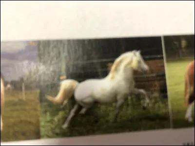 Quelle race de cheval se trouve sur cette image ?