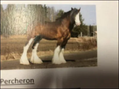 Quelle race de cheval se trouve sur cette image ?