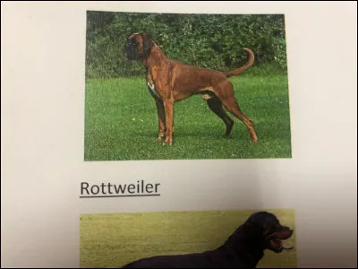 Quelle race de chien se trouve sur cette photo ?