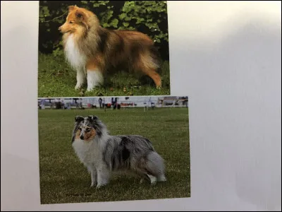 Quelle race de chien se trouve sur cette photo ?