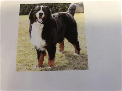 Quelle race de chien se trouve sur cette photo ?