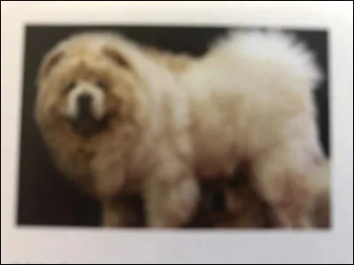 Quelle race de chien se trouve sur cette photo ?