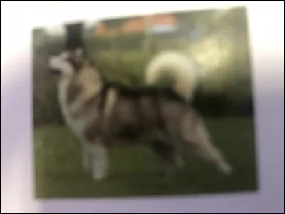 Quelle race de chien se trouve sur cette photo ?