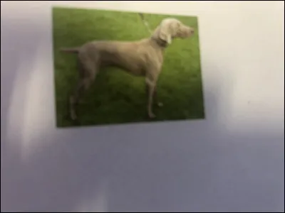 Quelle race de chien se trouve sur cette photo ?