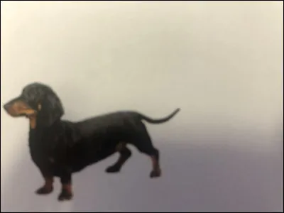 Quelle race de chien se trouve sur cette photo ?