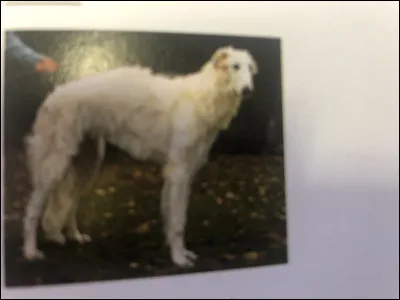 Quelle race de chien se trouve sur cette photo ?