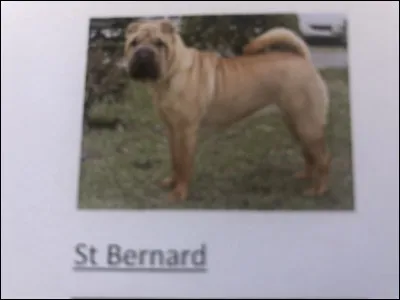 Quelle race de chien se trouve sur cette photo ?