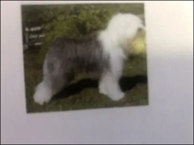 Quelle race de chien se trouve sur cette photo ?