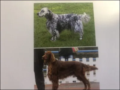 Quelle race de chien se trouve sur cette photo ?