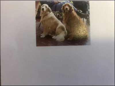 Quelle race de chien se trouve sur cette photo ?