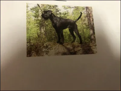 Quelle race de chien se trouve sur cette photo ?