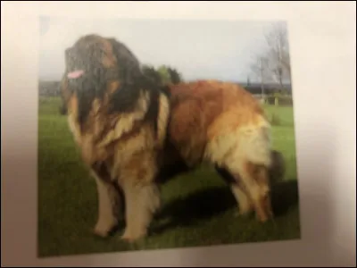 Quelle race de chien se trouve sur cette photo ?